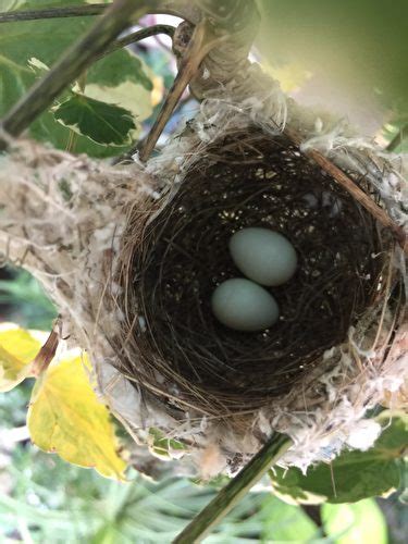 鳥築巢在家|野鳥庭前築巢 預示居家風水好兆頭 